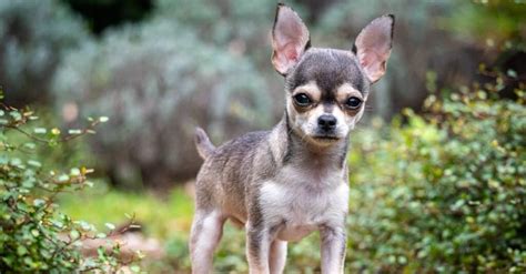 largest chihuahua breed.